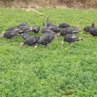 بوقلمون|حیوانات مزرعه|بیلوار, |دیوار