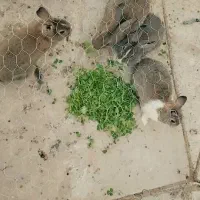 خرگوش|موش و خرگوش|زاهدان, |دیوار