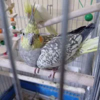 عروس هلندی  نروماده زیبا