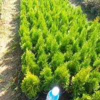 تویا آمریکایی گلدان 14 ریشه پرس|گل و گیاه طبیعی|تنکابن, |دیوار