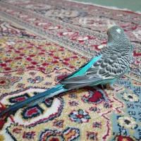 مرغ عشق دستی|پرنده|اندیشه, اندیشه فاز ۵|دیوار