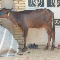 گاو یا گوساله گاومیش نر در شادگان
