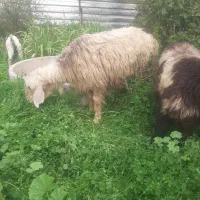 میش گله داری|حیوانات مزرعه|مسجد سلیمان, |دیوار