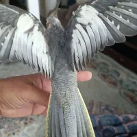 جوجه عروس هلندی و جفت گرینچیک|پرنده|مشهد, شفا|دیوار