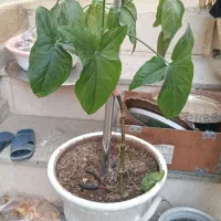 حراجی لوازم منزل|حراج|مشهد, کوشش|دیوار