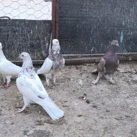 کبوتر|پرنده|اردکان, |دیوار