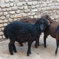 3 عدد بره ماده کردی قلم دار مقبول|حیوانات مزرعه|مشهد, قائم|دیوار