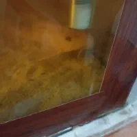 لجن خوار|ماهی|زابل, |دیوار