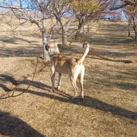 سگ نر سرابی اصیل ۱۱ ماهه|سگ|ترکمانچای, |دیوار