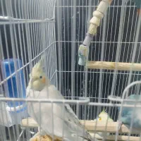۲ عروس هلندی ماده و ۱ طوطی برزیلی با تمام وسایل