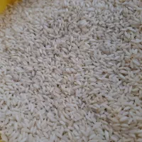 فروش فوری برنج عنبر بو|خوردنی و آشامیدنی|ایذه, |دیوار