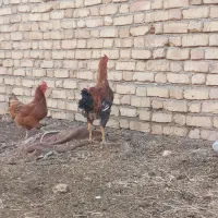 خروس لاری