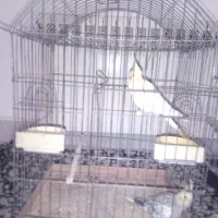 کنسول بازی و  عروس هلندی تخم گذار|کنسول، بازی ویدئویی و آنلاین|اصفهان, ارغوانیه|دیوار