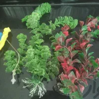 آکواریوم شیشه خم شرکتی با ماهی و وسایل|ماهی|قم, بنیاد|دیوار