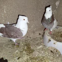کبوتر پرشی