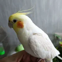 عروس هلندی نر ، رام و دستی|پرنده|مشهد, دانشجو|دیوار