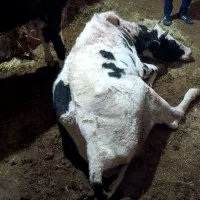 فروش و خرید انواع گاو زمین گیر کسل حال