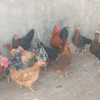 مرغ و خروس محلی|حیوانات مزرعه|بیرم, |دیوار