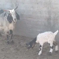 تعدادی بز و بزغاله نر و ماده