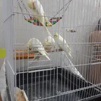 یه جفت عروس هلندی