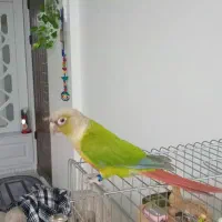 طوطی گرینچیک|پرنده|فردیس, شهرک شهید حسینی|دیوار