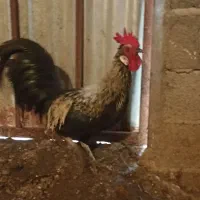 انواع مرغ و خروس