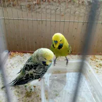 عروس هلندی۶۰۰+مرغ عشق(سرلاکی۱۵۰+باجوجه۱/۵۰۰|پرنده|قزوین, |دیوار