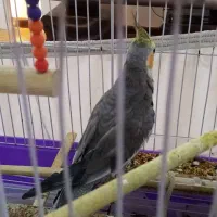 عروس سخنگو 8ماهه کاملا دستی با قفس