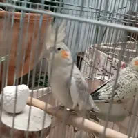 عروس هلندی مولد|پرنده|پاکدشت, حصار امیر|دیوار