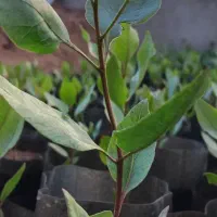 نهال پسته (جاده ولد اباد)
