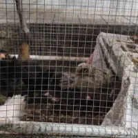 جوجه مرغ محلی|حیوانات مزرعه|سبزوار, ابوریحان|دیوار