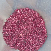 لوبیاقرمز|خوردنی و آشامیدنی|محمدیه-قزوین, |دیوار