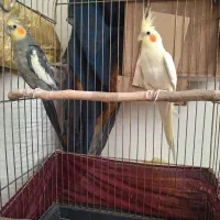 یک جفت عروس هلندی مولد|پرنده|پاکدشت, پاکدشت (مامازند)|دیوار