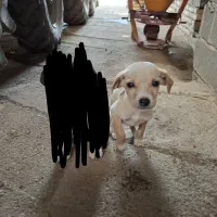 توله میکس انگلیس المان