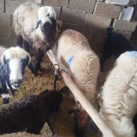 میش شیشک بره دار
