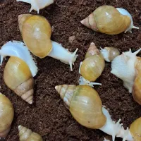 حلزون|خزنده|کرمان, |دیوار