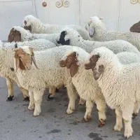 بره نر جهت ماه محرم زیر قیمت بازار