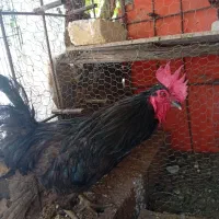خروس سیاه  چشم زخم