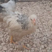 4عدد نیمچه برهما و ۳ویاندوت