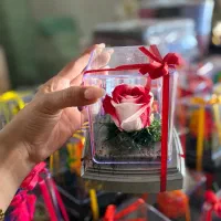 گل جاودان|گل و گیاه طبیعی|محمدیه-قزوین, |دیوار