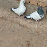 حدوداً 20تا هستش رو هم جفتی 450|پرنده|اهر, |دیوار