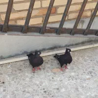 جفت‌زاغ‌عبادانی|پرنده|شادگان, |دیوار