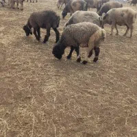 میش و بره داشتی