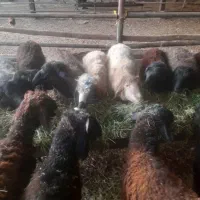 تعداد ۱۳راس بره|حیوانات مزرعه|پیشوا, |دیوار