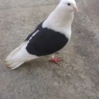 کبوتر پشت سیاه ۴۰ سانتی