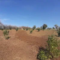 فروش باغ مرکبات|فروش زمین و ملک کلنگی|قائمشهر, |دیوار