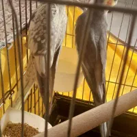 عروس هلندی مولد به شرط|پرنده|محمدیه-قزوین, |دیوار