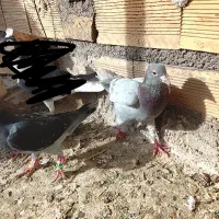 کفتر|پرنده|تایباد, |دیوار