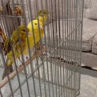 قناری بلند