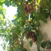 منزل ویلایی نجف‌آباد معاوضه با منزل ویلایی شوشتر|فروش خانه و ویلا|شوشتر, |دیوار